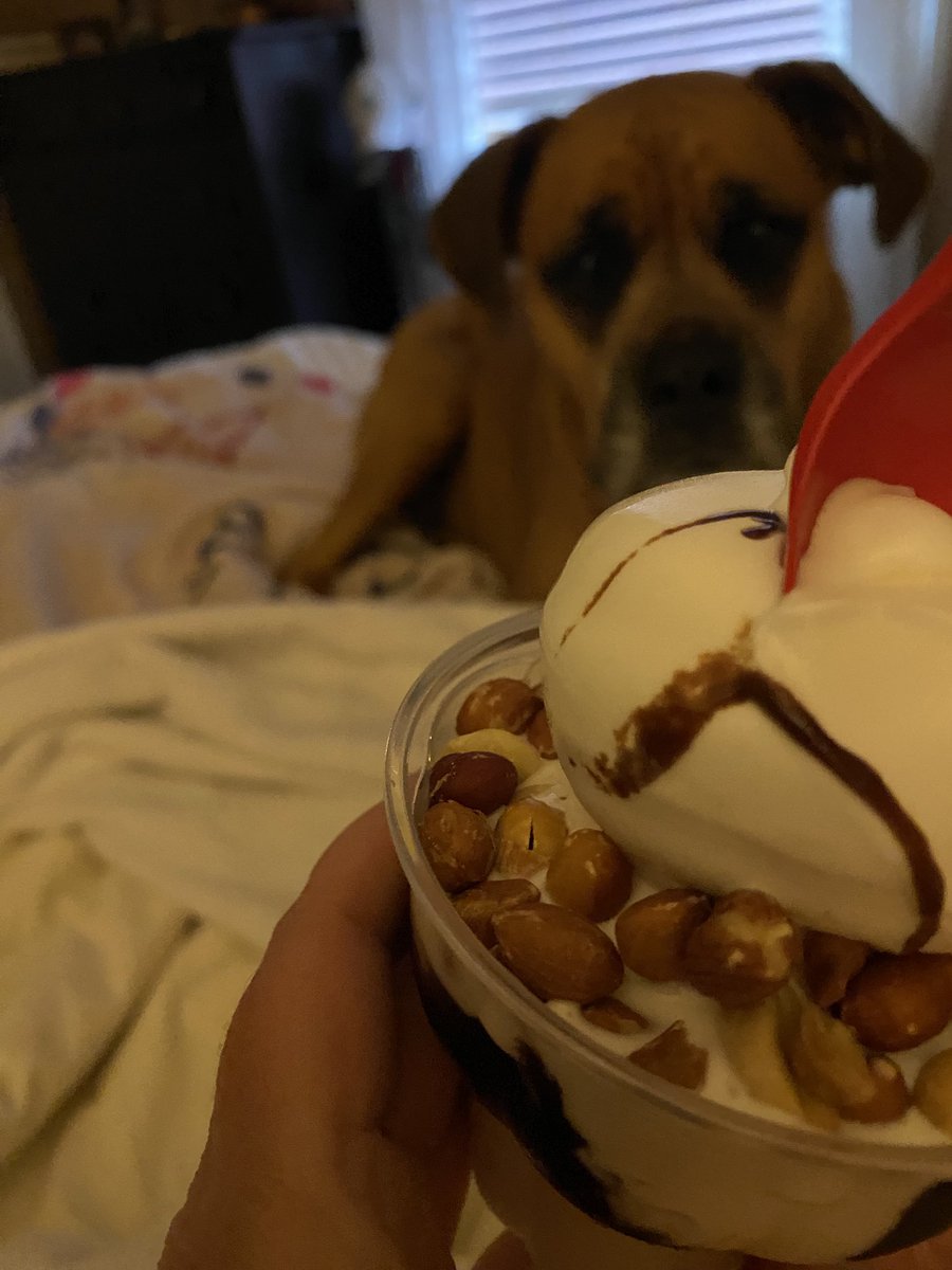 Looks like I’m gonna have to share 🤷‍♀️#boxerdog #dairyqueen #dogsofx