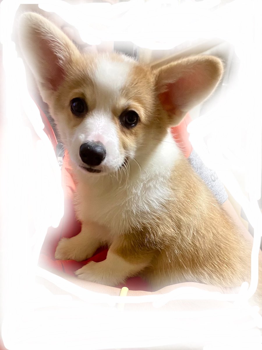 TRiriy's tweet photo. 🍮ベビー生後74日目🐶
おはようございます

キュンです🫰で遊んでるのは
我が家の一員になりました
ミルク君🍼
「ミー」って呼んでます😂

プリンが赤ちゃんの時(写真)によく似た綺麗なお顔の男の子です！
よろしくお願いします😊🙏

後ろにいる子は日曜日にお譲り予定の最後の子…寂しくなるな〜😢 https://t.co/Zc8rLNSfc8