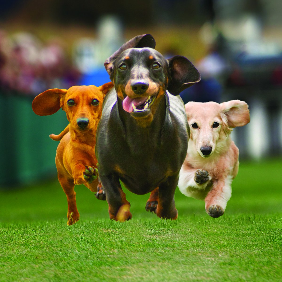 It's t-minus 2 days until the return of our Wiener Dog Races here at Scioto Downs!

Join us for a night of fun and see which Wiener will take all!