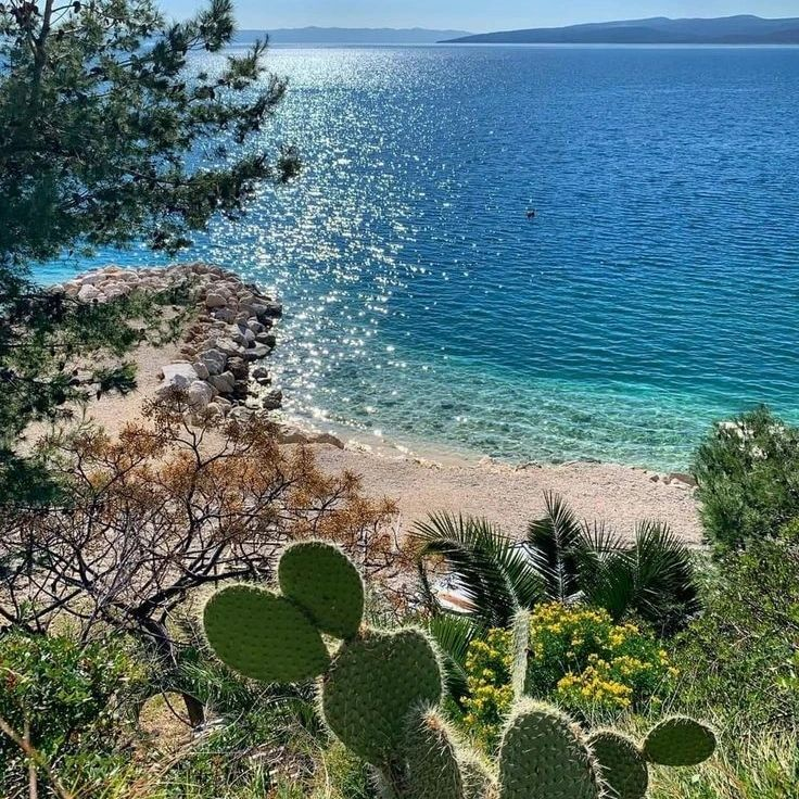 OldCoachB33's tweet photo. The clear water sparkles in the sun, and the cute little cactus beside it adds a touch of life.
#Seaside #Healing #Hiking https://t.co/FNt7yXxtgy