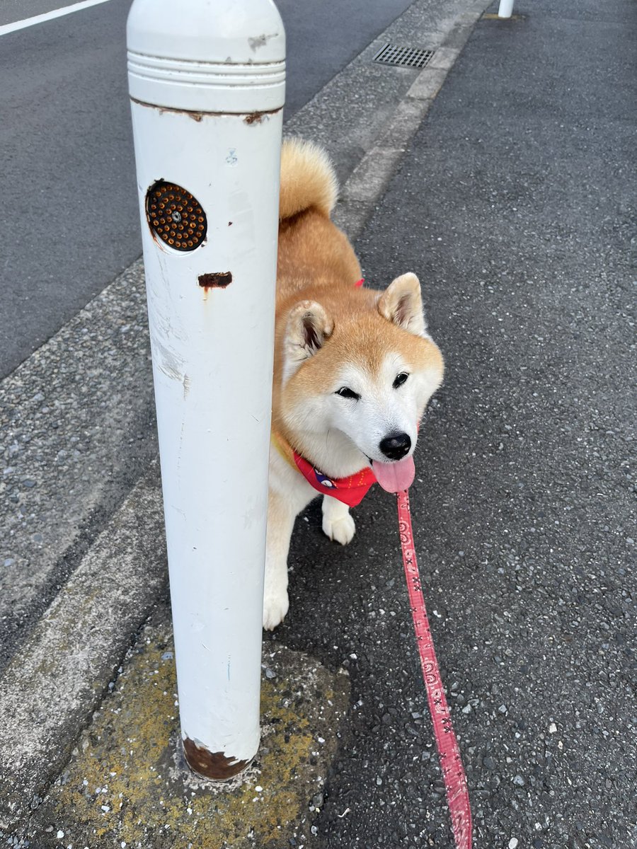 まるちゃんどこかなぁ〜遊び
ポールに隠れるのかわいい😂