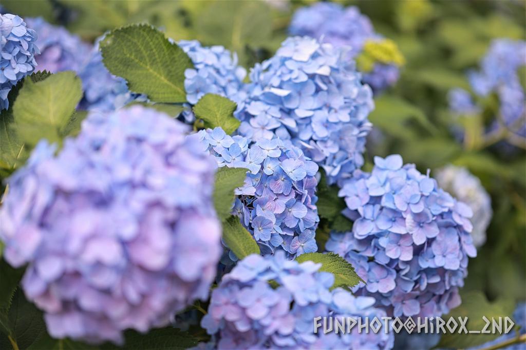 紫陽花の見頃もそろそろ終わりですね
今年はあまりガッツリ撮れなかったのが残念です
来年はもっとしっかりと、大好きな紫陽花を綺麗に撮りたいと思います✨

#紫陽花
#花の写真
#TLを花でいっぱいにしよう
#FunPhoto