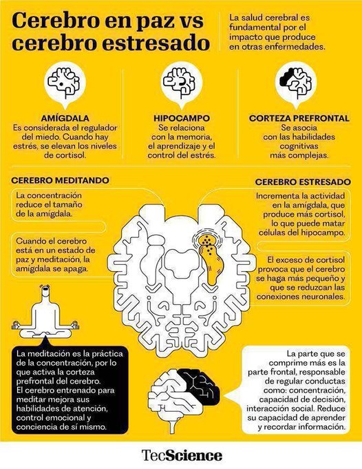 El estrés laboral crea daños en el sistema nervioso que disminuye nuestra capacidad cognitiva 

Un cerebro estresado desconecta el área orbitofrontal, una región vinculada con la toma de decisiones.

El estrés intoxica nuestras funciones cerebrales  Clave: desconectar descansar