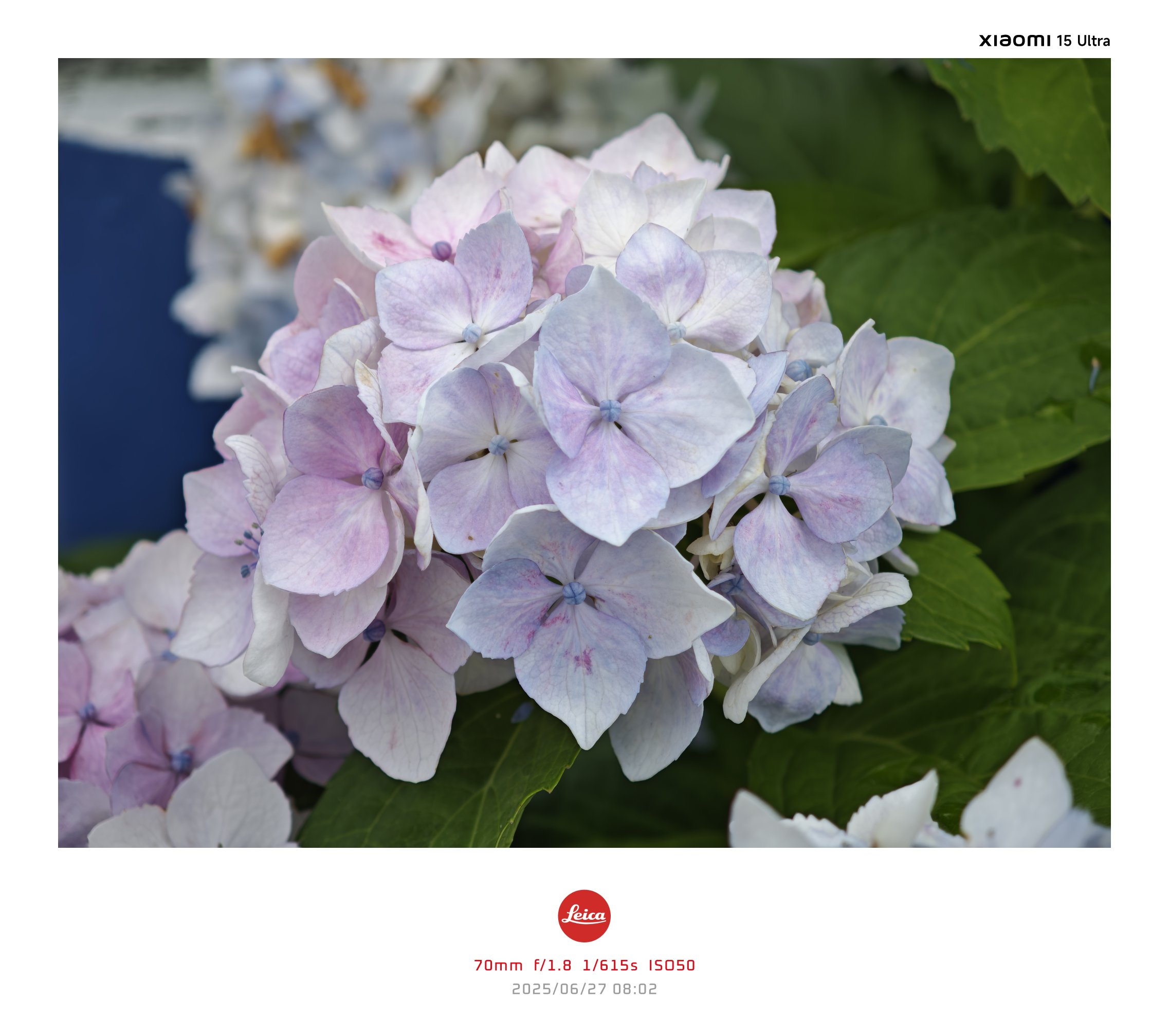 生花】期間限定!大島のアジサイ(青)30cm～1本に一輪つき【OT