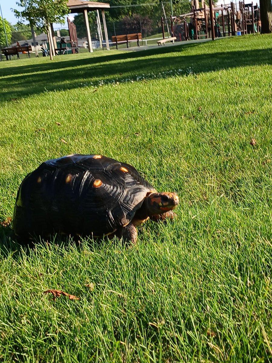 Stretching my legs out at the park today. 🐢