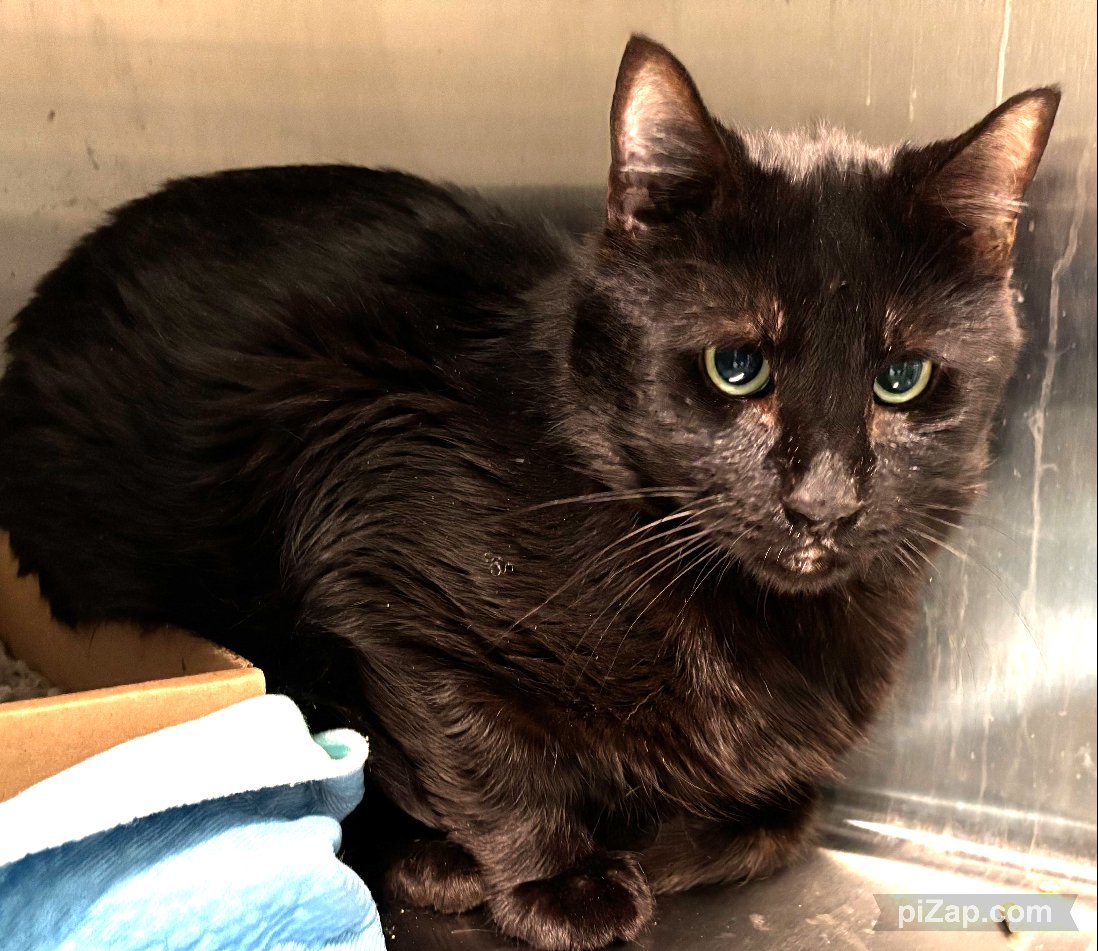 NYC's DEATH ROW CATS tweet media