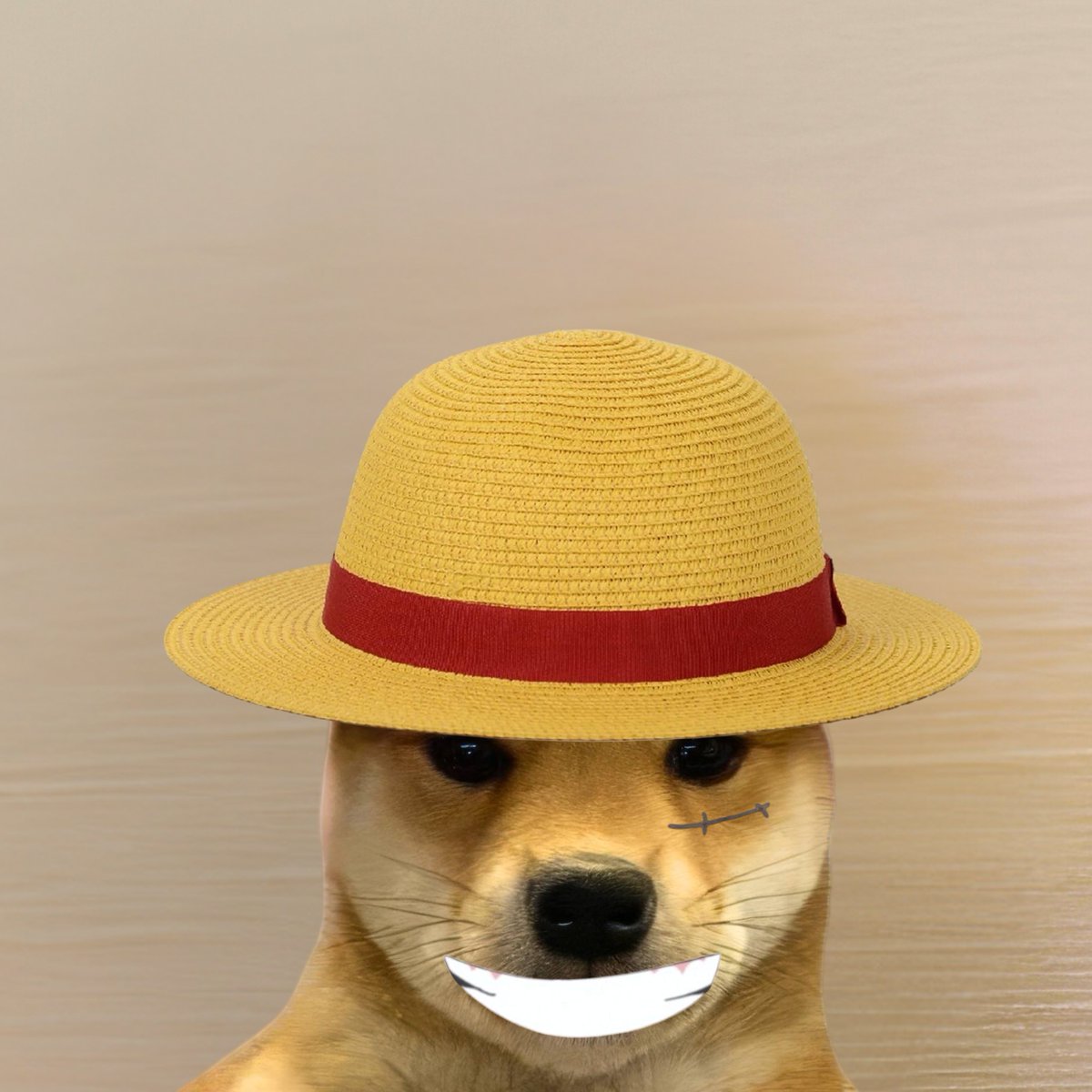 dogwifcoin's tweet photo. @DogWifHat100 hehe https://t.co/2gVjA5mmJd