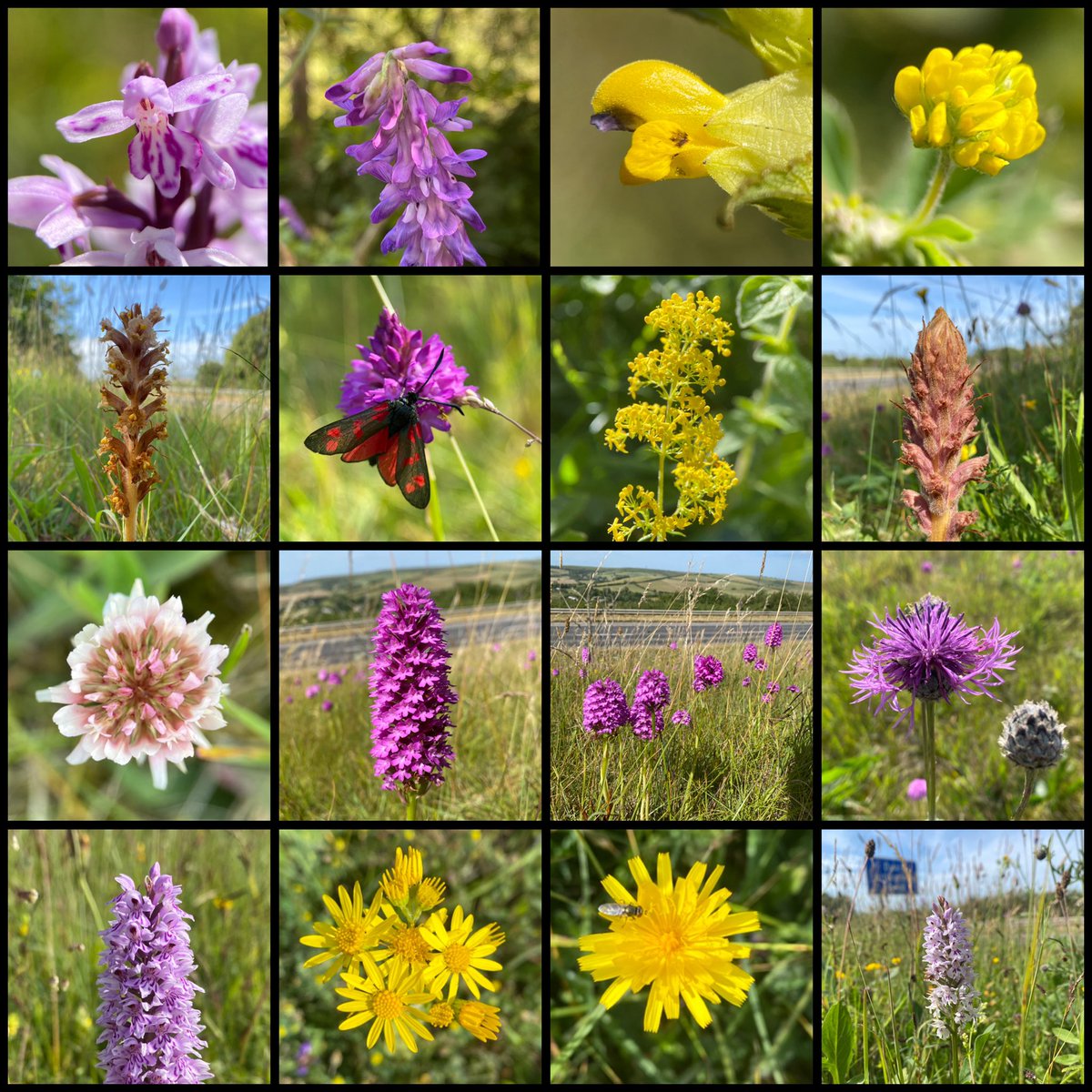 StevePa46290725's tweet image. Yet another amazing roadside verge in Dorset, this time on the A35 near Bridport. Orchids, huge numbers of Broomrapes, other wildflowers, bees, butterflies and moths. #orchids #wildflowers #verge @wildflower_hour