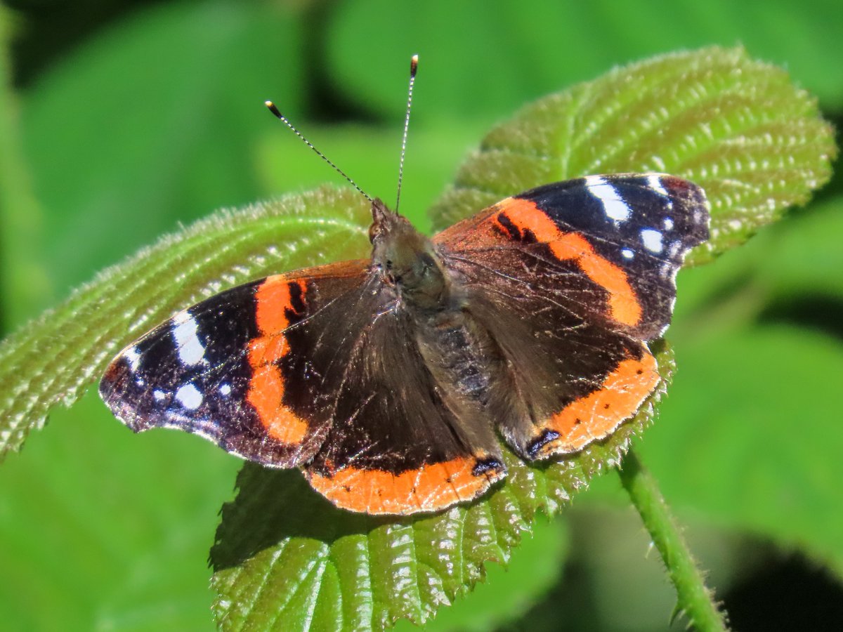 Delighted to photograph a Red Admiral butterfly for the first time today! 🦋🧡

I think it knew it was #InsectWeek and #InsectThursday and wanted to be seen! 😁

#Butterfly #NaturePhotography #ThePhotoHour