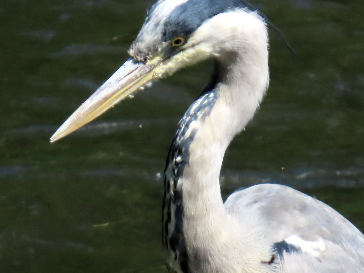 My favourite one-footed Grey Heron was back today, looking a little more animated than last time! Such a resilient bird! 🐦🩶

#GreyHeron #birdphotography #NaturePhotography #wildlifephotography #NatureTherapy