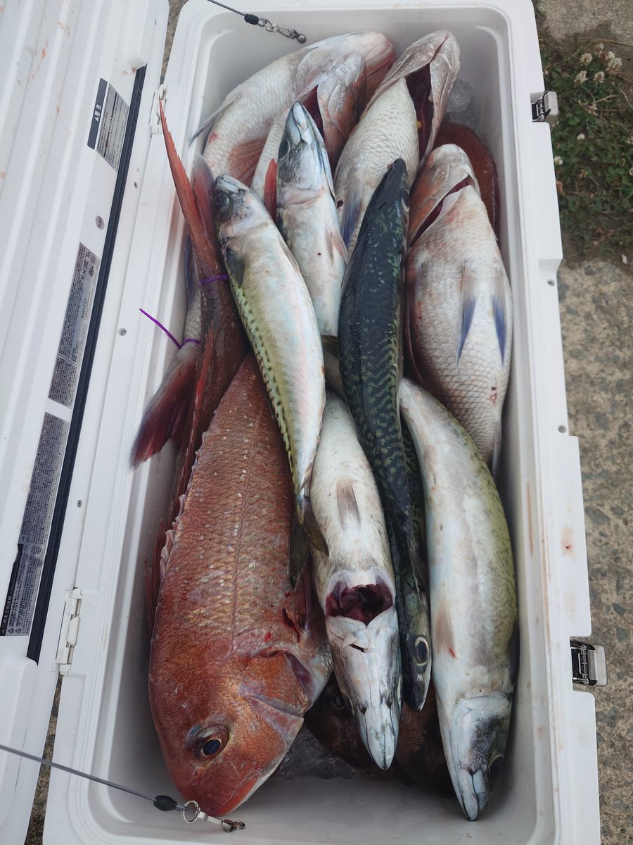fishinger951203's tweet photo. 2025年6月26日(木)
釣り船オーツースナッパーズで
マダイジギングをしました！
ナブラの下を狙いましたが
サバばかり掛かってしまいました！
しかも、特大のサバばかり！
諦めて一つテンヤの
カーブフォールで釣ってやりました！

#青森のシマノ大好きアングラー
#釣り船オーツースナッパーズ https://t.co/aaDn1PNu0S