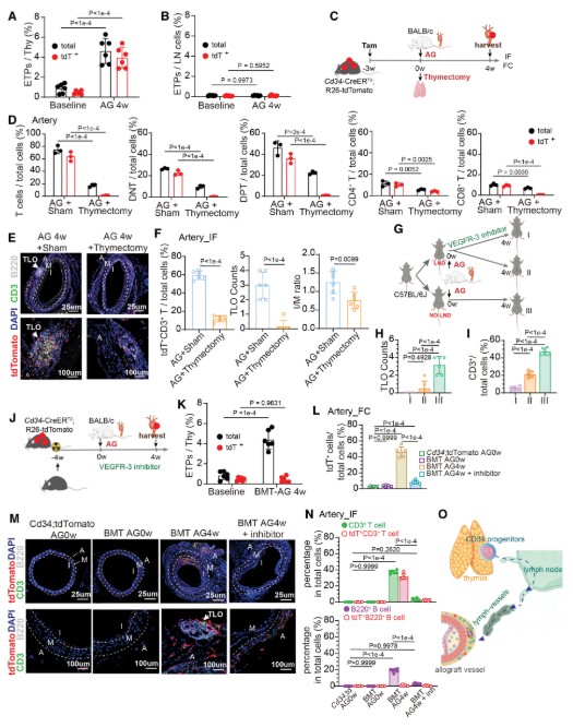 CircAHA's tweet image. Thymus-derived CD34⁺ lineage cells differentiate into follicular helper T cells that promote tertiary lymphoid organ formation and vascular remodeling in allograft arteriosclerosis. ahajournals.org/doi/10.1161/CI…