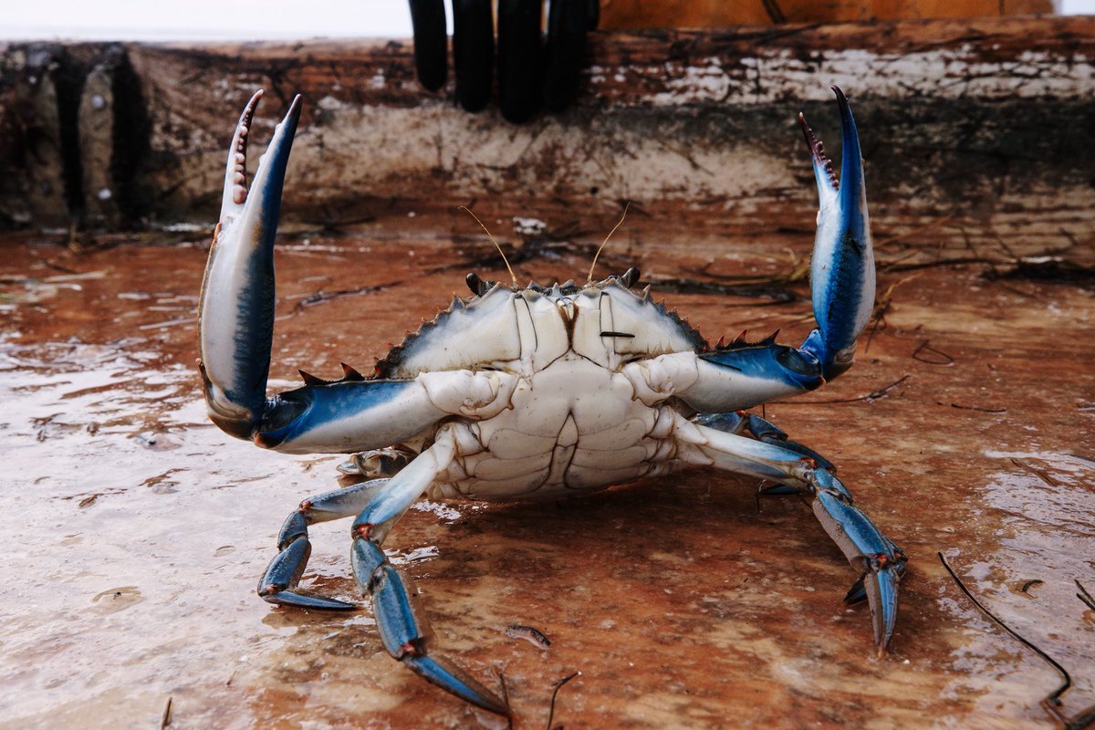 Choose Clean Water Coalition (@choosecleanh2o) on Twitter photo Why’s this guy looking so crabby?
According to the 2025 Blue Crab Advisory Report, adult and juvenile blue crab numbers are at their lowest levels in recent years. However, this is not due to overfishing.
To learn more, visit <a href="/chesbayprogram/">Chesapeake Bay Program</a>’s website linked in their bio. Why’s this guy looking so crabby?
According to the 2025 Blue Crab Advisory Report, adult and juvenile blue crab numbers are at their lowest levels in recent years. However, this is not due to overfishing.
To learn more, visit <a href="/chesbayprogram/">Chesapeake Bay Program</a>’s website linked in their bio.