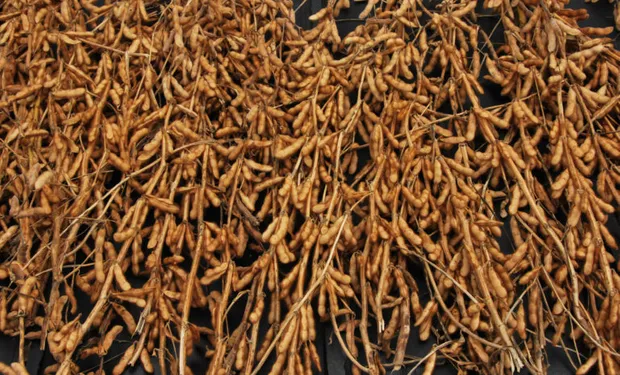 🌱¿Qué puede pasar con las retenciones? Lo que revela el precio de la soja y lo que espera el mercado

Mientras tanto, fyo analizó los precios del mercado local respecto a Chicago: "Se observan relaciones que parecen incorporar un 33% de retenciones en la posición noviembre,