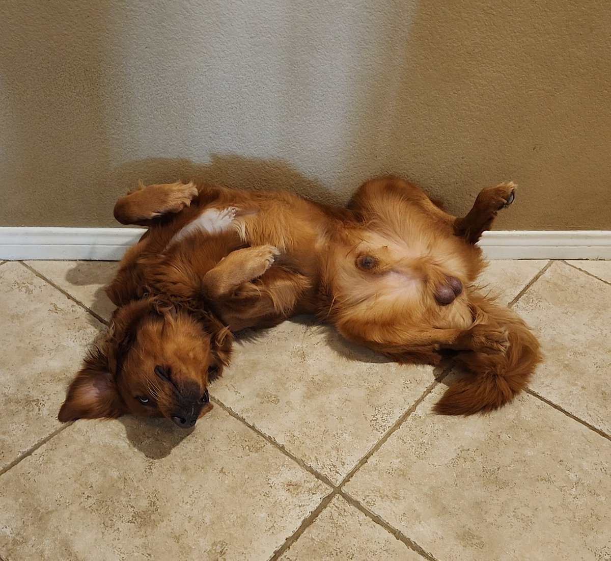 PackersEla's tweet photo. Cooper and Rocky understand that it is summer vacation โ๏ธ๐๐ #LazyDogs #SummerVacation https://t.co/Zhm0lIrxF6