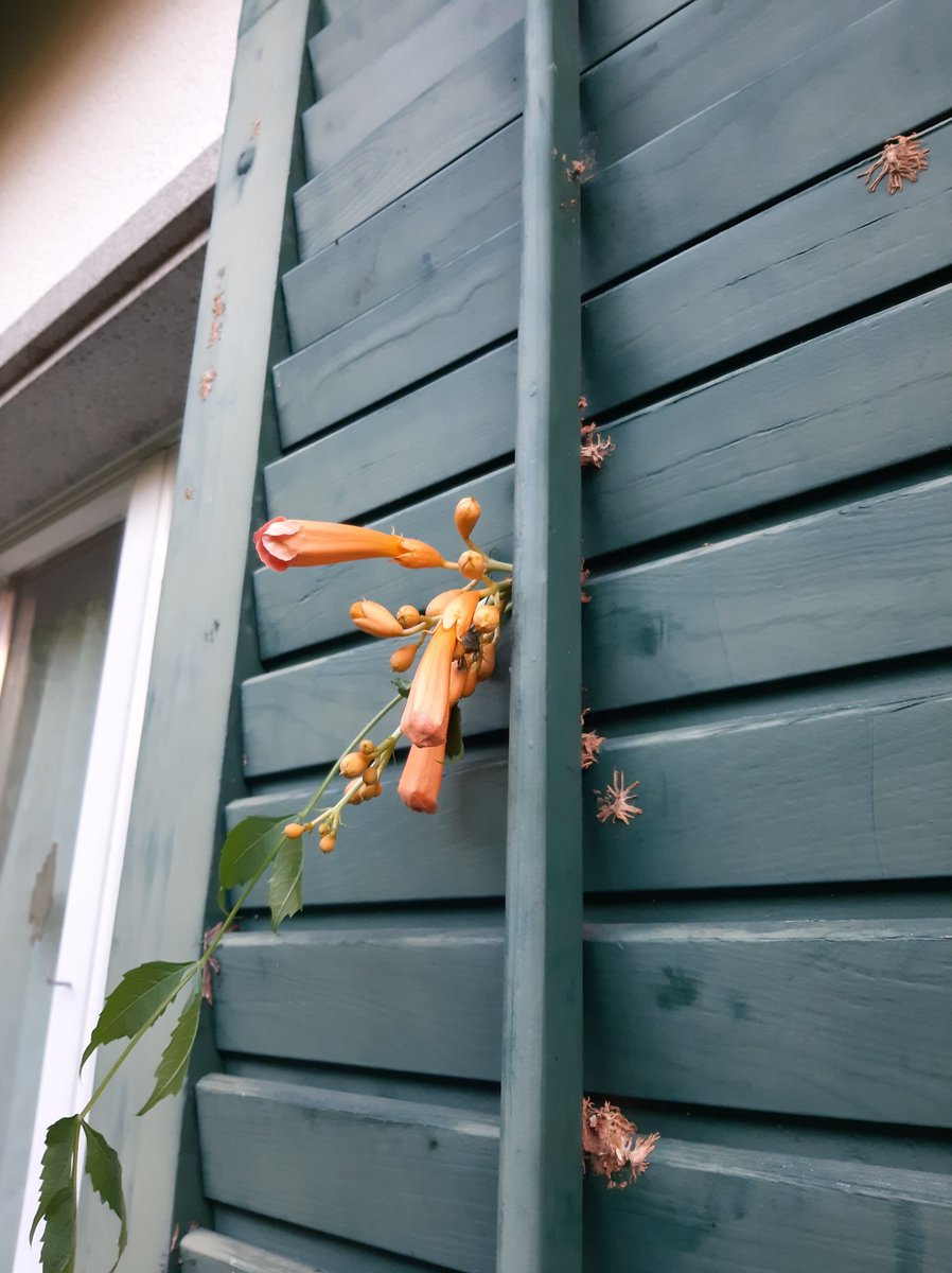 Leftover, if you decide to cut.....