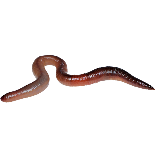 Dorifto9's tweet photo. Has anyone seen my wife? I miss her a lot. A week ago she transformed into a worm and she looks like this https://t.co/ufrHN7Gkcg