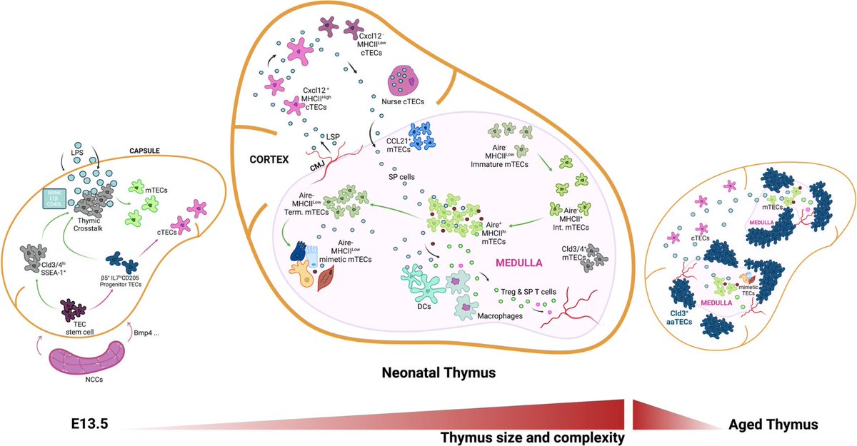 Agingdoc⭐David Barzilai🔔MD PhD MS MBA DipABLM🩺 (@agingdoc1) on Twitter photo Deconstructing the Thymic Microenvironment Through Genesis to Senescence
onlinelibrary.wiley.com/doi/10.1111/im… Deconstructing the Thymic Microenvironment Through Genesis to Senescence
onlinelibrary.wiley.com/doi/10.1111/im…