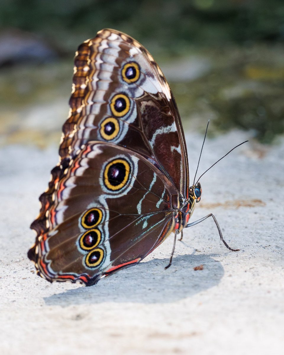 Morpho butterfly at Burger’s Zoo