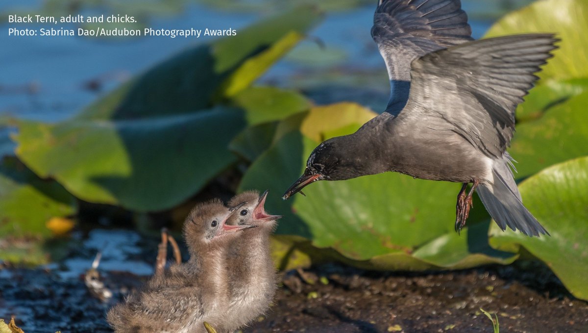 Uncover the story of the Black Tern. Join us, @Audubobn_gl &amp; partners on Tues, July 1 at 1 pm ET for a free webinar to learn about the current status of this charismatic marsh bird &amp; how we can help enhance habitats they depend on. RSVP today: mobilize.us/audubon-great-…
