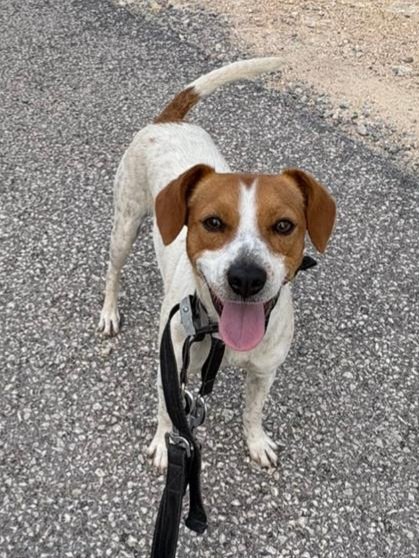 Kioba es pequeña, delgadita y como veis una perra feliz, que pide muy poco, una casita, paseos, mimos, sus cosas básicas que no necesita lujos. 
Os espera en la prote de La Nucía,  Alicante.