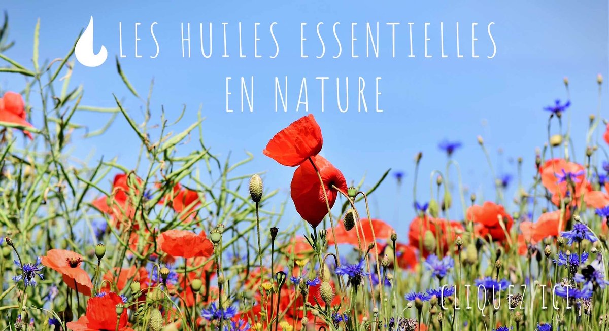 🌞✨ Les huiles essentielles transforment l’ordinaire en magique 🌿💧
Un peu de lavande pour la Paix, de citron pour l’énergie 🍋, et voilà une journée pleine de belles vibes ! 

💙

✨ Essential oils turn the ordinary into magic 🌿💧 

#Aromathérapie #EssentialOils