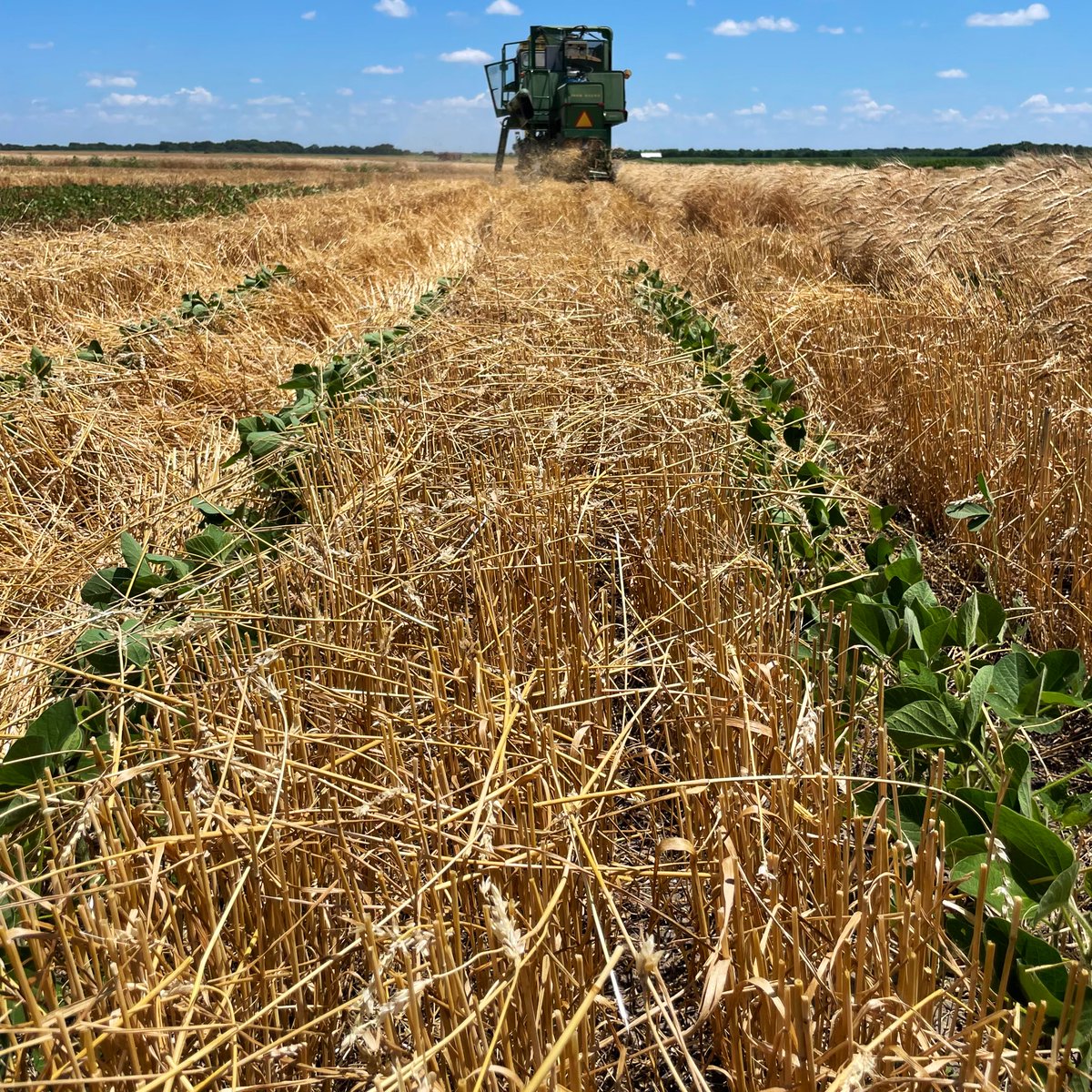 RachelVCott's tweet image. Our plot combine is getting it done!
Well done, @KansasWheat
🤝
All you, @KsSoybean