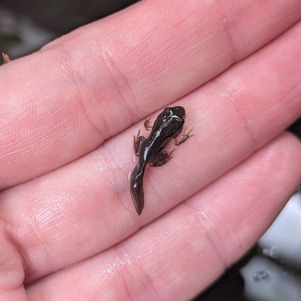 Caron Blay tweet media