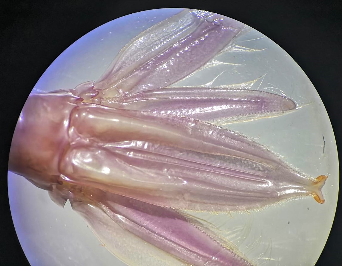 #zoomalosdetalles
¿Habéis visto alguna vez un telson tan increíble como este?
Bellezón

Y viva Palestina libre!