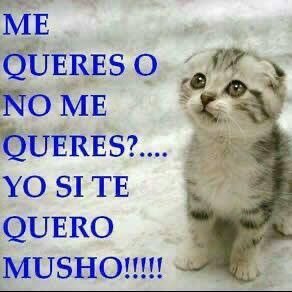 gato sudando la gota gorda