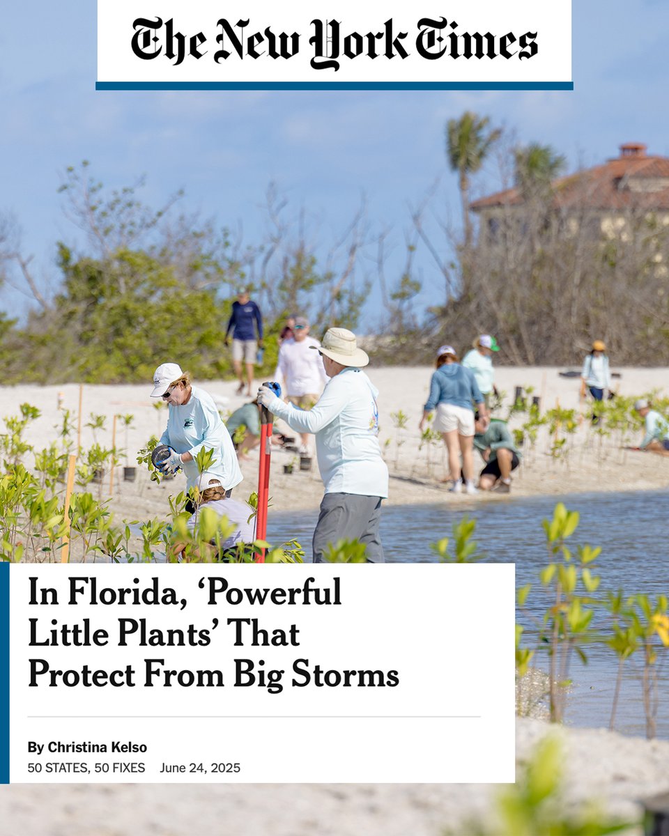 SCCF Coastal Watch’s Adopt-A-Mangrove program was featured in the <a href="/nytimes/">The New York Times</a> ! 🌱 The article — part of the Times' '50 States, 50 Fixes' series — highlights our community’s powerful mangrove restoration efforts.

Read now: tinyurl.com/NYTCoastalWatch
