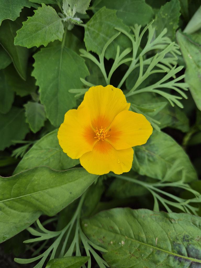 Mr_B_Morgan's tweet image. Our wildflowers are finally opening! We were out there yesterday and the mini meadow is looking awesome!
#outdooredchat
@OutdoorEdChat