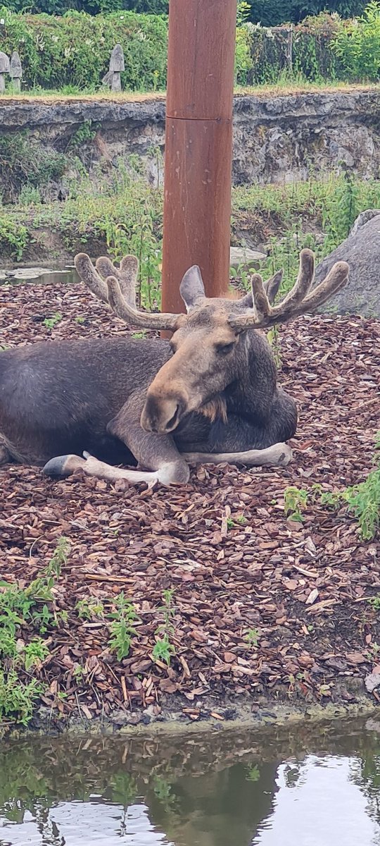 Just waiting for our boat back home after our amazing road trip around Luxembourg with a whole load of walking thrown in! Today, we visited the best zoo in Europe - Pairi Daiza in Belgium. Oh my heavens, it was incredible. 💙