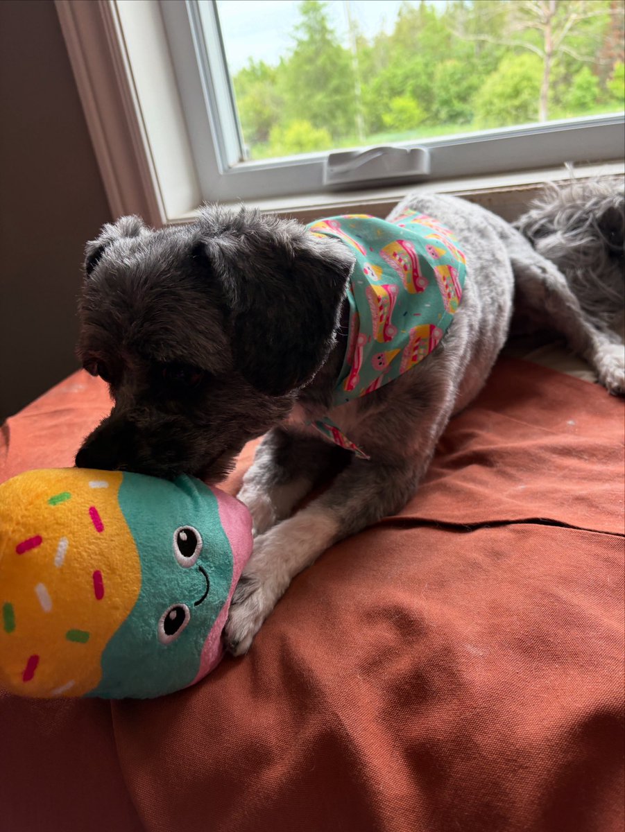 When your fresh summer haircut comes with an ice cream bandana and matching toy. Life is good. 😎