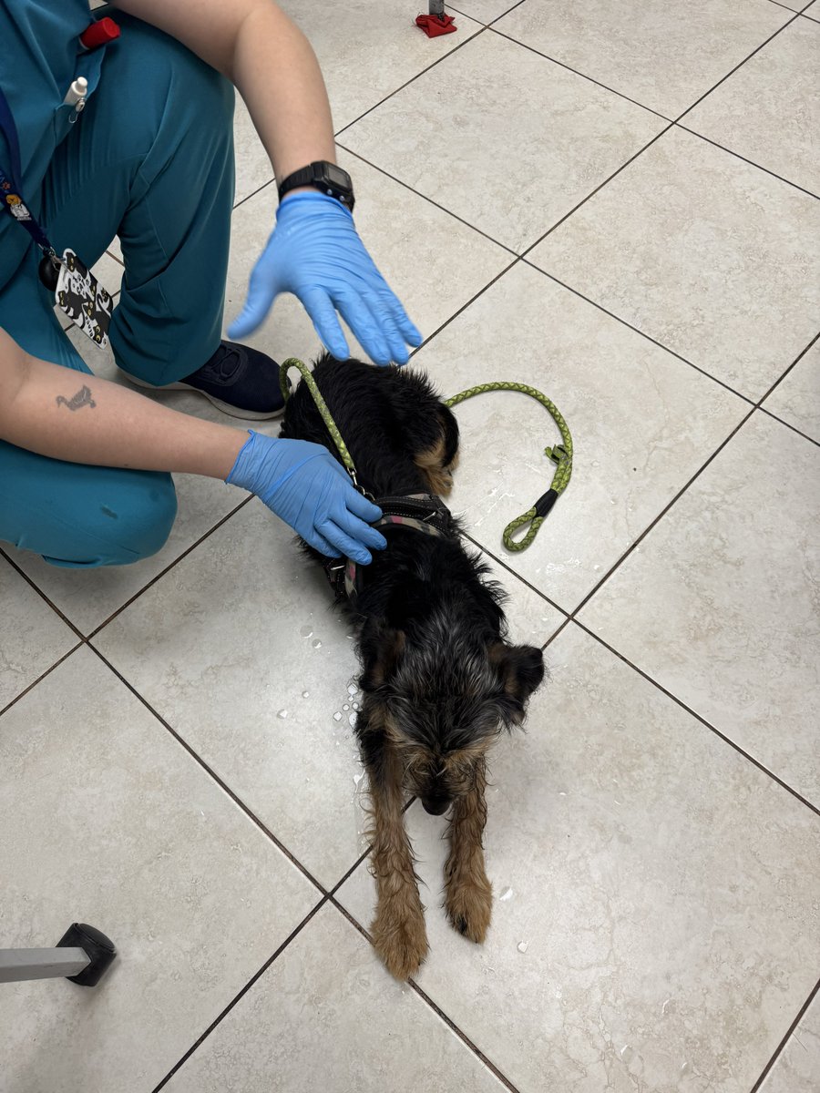 _ferna_isi's tweet photo. Hola todos, por favor necesitamos aportes para comprar este medicamento que está usando esta cachorra que presenta convulsiones por Distemper 🙏🏻🙏🏻🥺 necesitamos ayuda, se nos está acabando y necesita tomarlo. https://t.co/VNwcNw69n9
