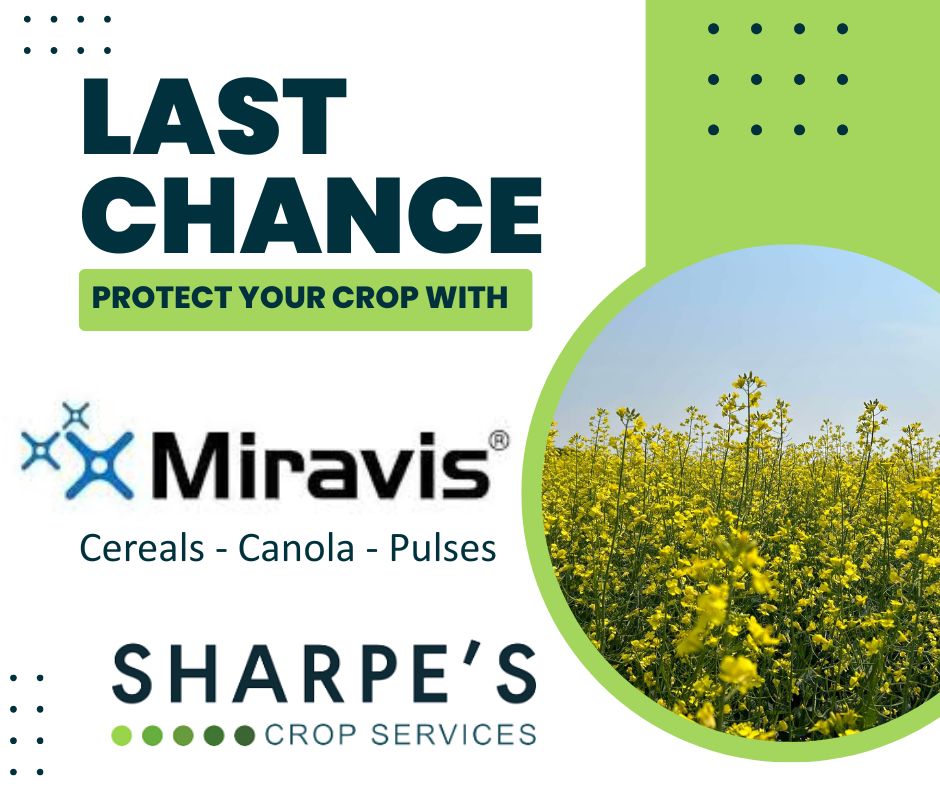 Sharpe's Crop Services (@_staysharpe) on Twitter photo ๐๐ญ๐๐ฒ ๐๐ก๐๐๐ ๐จ๐ ๐๐ข๐ฌ๐๐๐ฌ๐! ๐ท
When disease risk is high, M๐ขr๐v๐ขsยฎ fungicides from Syngenta offer long-lasting, broad-spectrum protection for canola, cereals, and pulses. Ask your local Sharpeโs rep which M๐ขr๐v๐ขsยฎ product is right for your farm. ๐๐ญ๐๐ฒ ๐๐ก๐๐๐ ๐จ๐ ๐๐ข๐ฌ๐๐๐ฌ๐! ๐ท
When disease risk is high, M๐ขr๐v๐ขsยฎ fungicides from Syngenta offer long-lasting, broad-spectrum protection for canola, cereals, and pulses. Ask your local Sharpeโs rep which M๐ขr๐v๐ขsยฎ product is right for your farm.