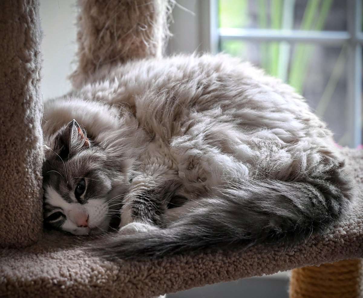 Freeman_4_Ever's tweet image. Old #cats are cool...