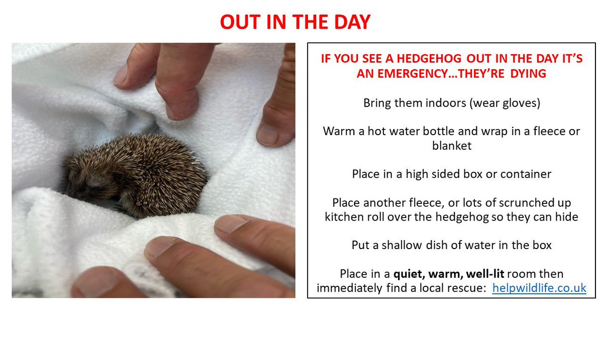 This precious hoglet is Birdie, found out in the day wandering on a golf course. The finder waited for half hour to see if mum would turn up, sadly not. Just 97g on arrival, Birdie was covered in flystrike and full of fleas. All signs of a very sick hedgehog. #OUTINTHEDAYISNOTOK