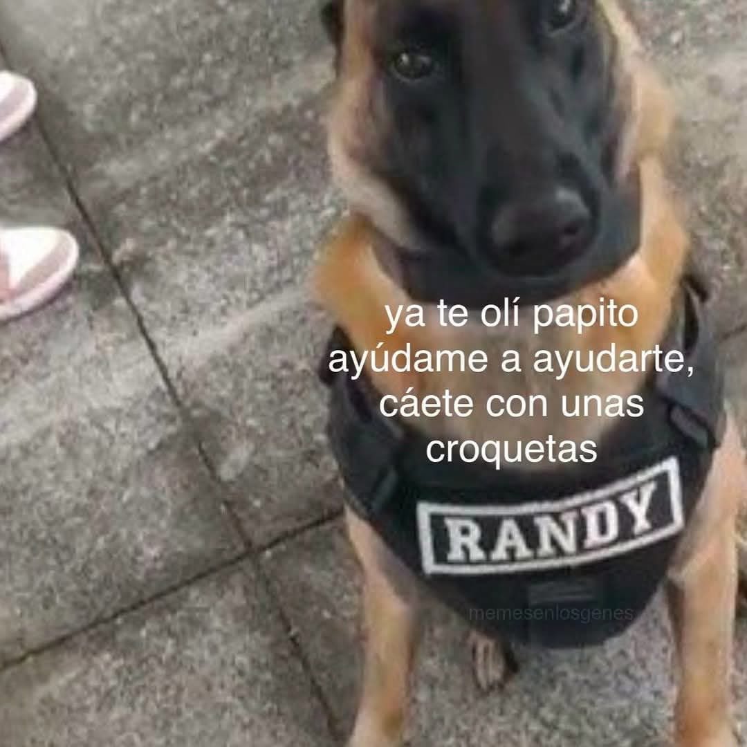 Dilo con perritos tweet media