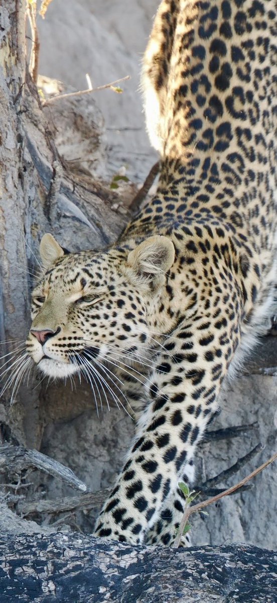 fred_fearn's tweet image. Is there a more stunning creature than a leopard? Botswana already amazing, one day in.