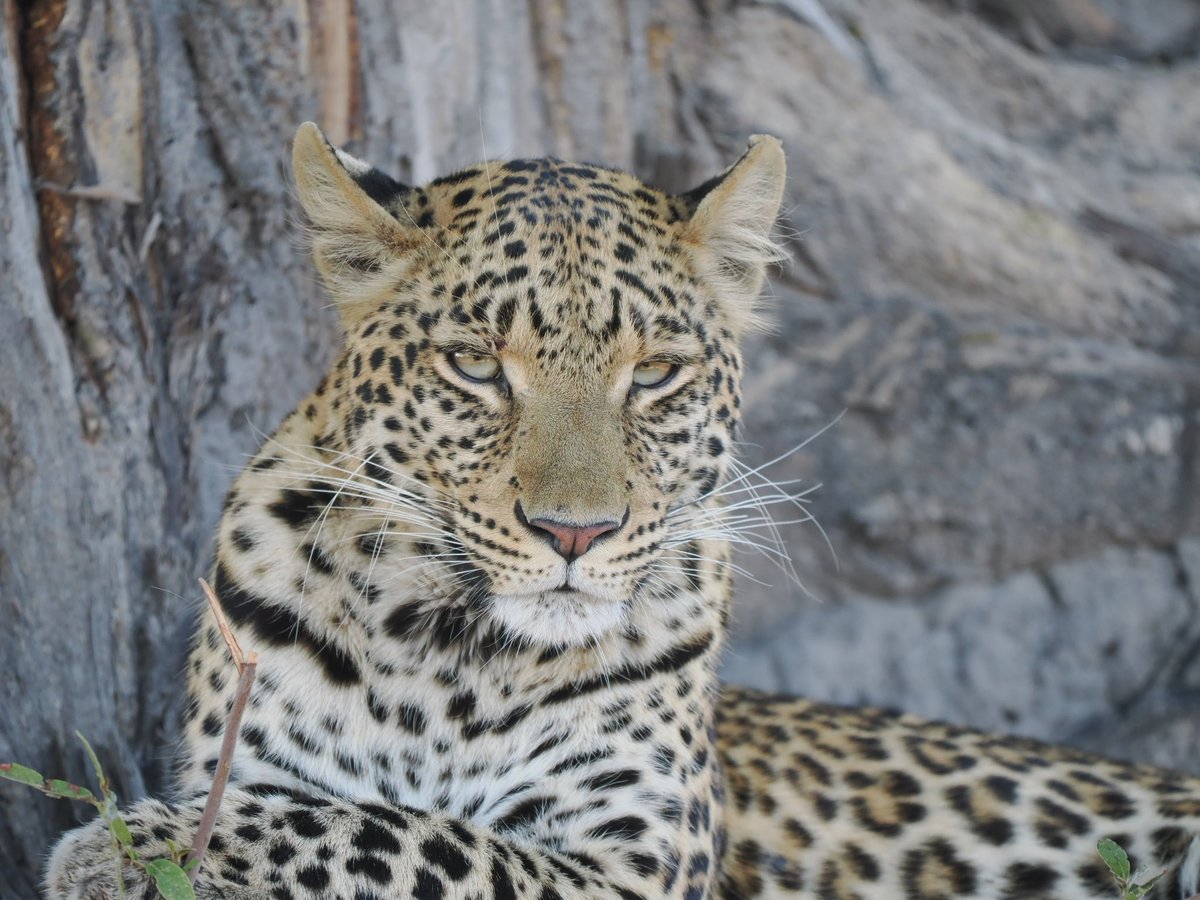 fred_fearn's tweet image. Is there a more stunning creature than a leopard? Botswana already amazing, one day in.