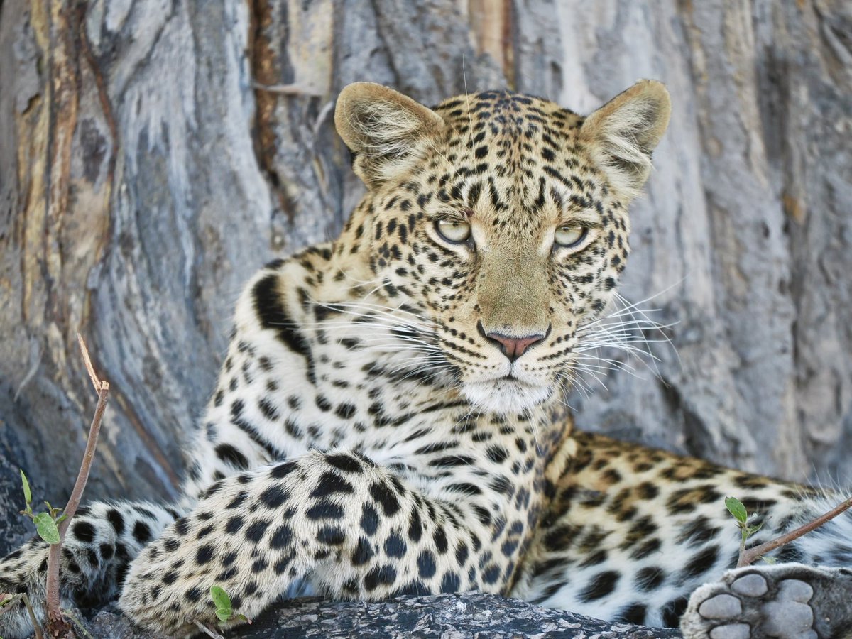 fred_fearn's tweet image. Is there a more stunning creature than a leopard? Botswana already amazing, one day in.