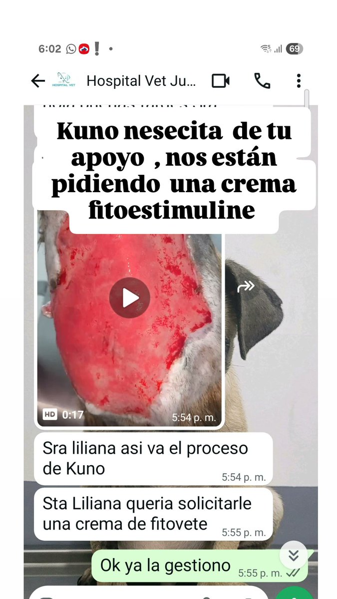 FSanador's tweet photo. *¡Urgente!* Necesitamos tu ayuda para salvar a una perrita rescatada que sufrió quemaduras y una infección con gusanos. Está recibiendo atención médica, pero necesitamos recursos para:
- Pagar su cuenta médica
- Comprar crema cicatrizante Fitoestimulines

*¿Puedes Ayudar?* https://t.co/dZcaTFrMRP