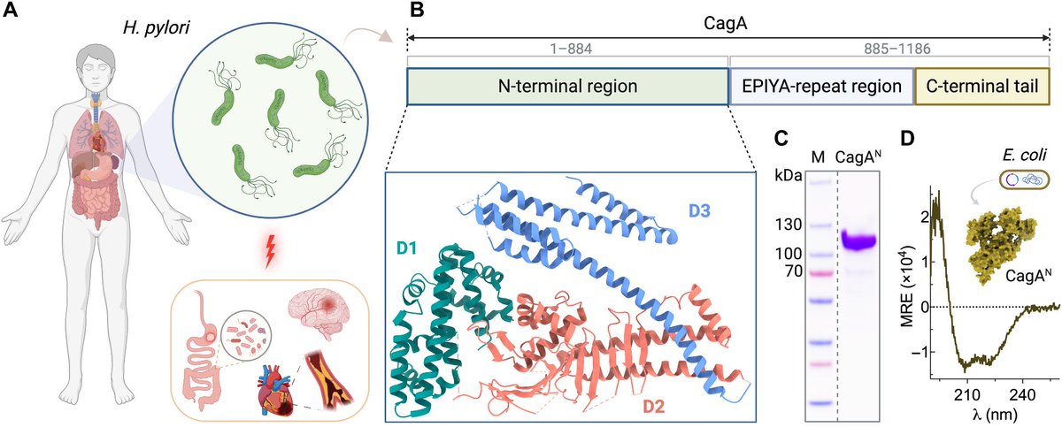 Agingdoc⭐David Barzilai🔔MD PhD MS MBA DipABLM🩺 (@agingdoc1) on Twitter photo Helicobacter pylori CagA protein is a potent and broad-spectrum amyloid inhibitor <a href="/ScienceAdvances/">Science Advances</a>
science.org/doi/10.1126/sc… Helicobacter pylori CagA protein is a potent and broad-spectrum amyloid inhibitor <a href="/ScienceAdvances/">Science Advances</a>
science.org/doi/10.1126/sc…