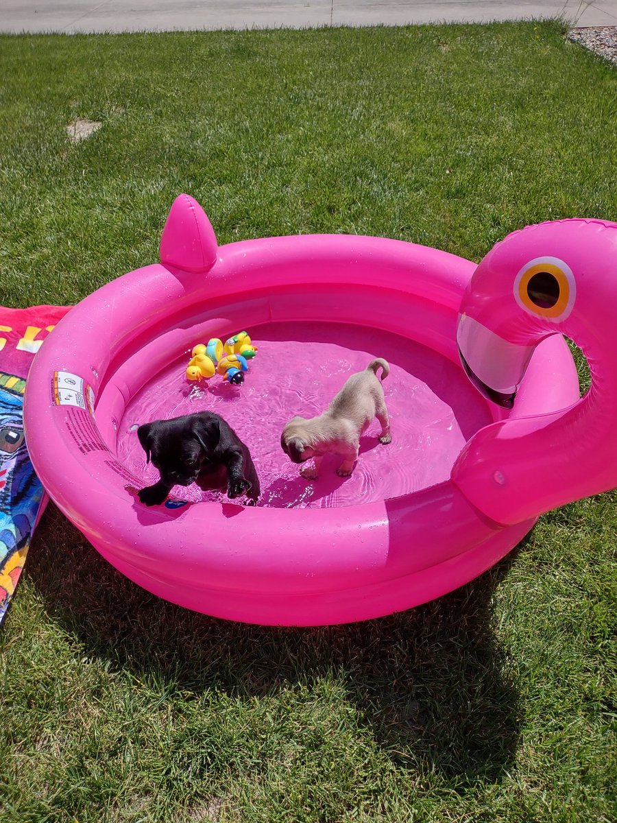 #ThrowbackThursday This was our first day trying out a kiddie pool. We weren't so sure about it. Momma did BABY STEPS by putting just a tiny bit of 💦in the #pool. WE GREW TO LOVE IT❤️! #dogsofX #dogsoftwitter #puglife #thursdayvibes #StayCool #SummerVibes #heatwave2025