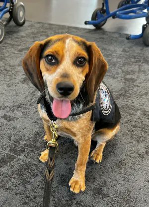 An Egyptian man who violently kicked a CBP agriculture detector dog named Freddie, will be deported, officials say.