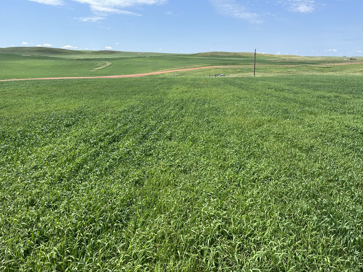 Miranda Meehan (@ndsu_ex_steward) on Twitter photo Thanks to timely moisture, we’ve had great establishment of native grasses on our reclamation seeding trial near Watford City. Stay tuned for updates on how the different seed mixes performed. Thanks to timely moisture, we’ve had great establishment of native grasses on our reclamation seeding trial near Watford City. Stay tuned for updates on how the different seed mixes performed.