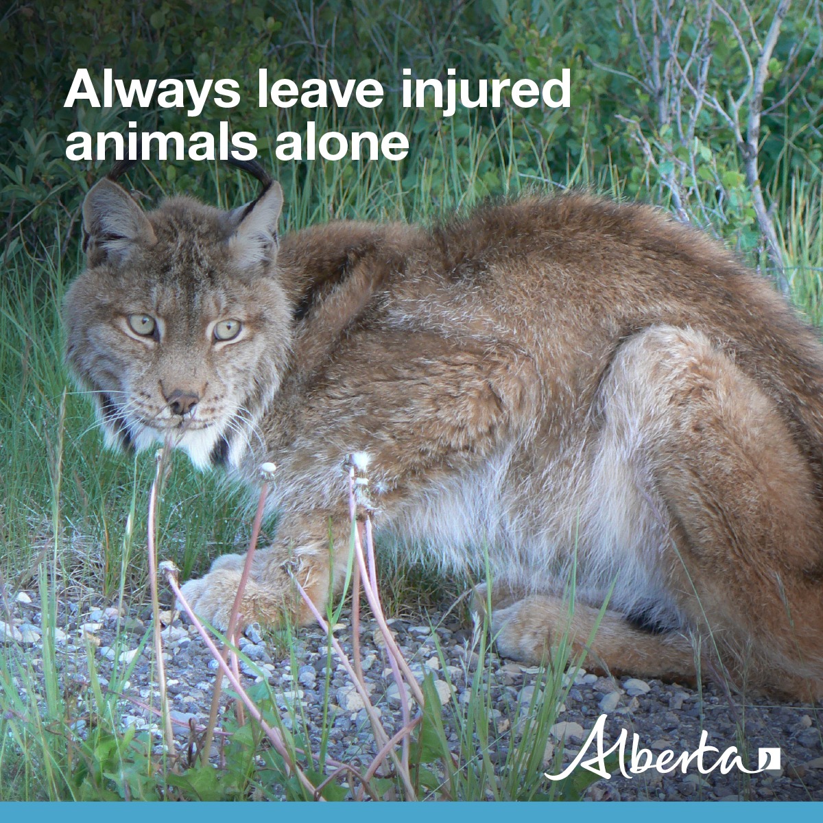 Injured wildlife often has the best chance of survival when left alone. Human contact causes stress, which can worsen injuries or lead to aggression. Never take wild animals home—it's often illegal. Learn more: alberta.ca/orphaned-or-in…
