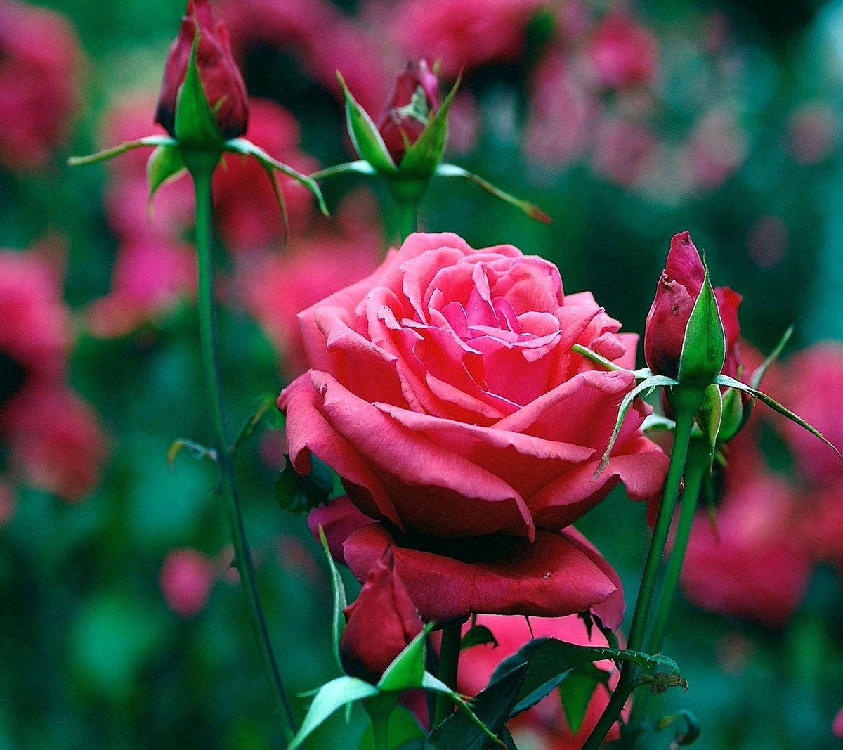 Felicidades María ❤️
Que en el caminito hacia los 14 años y siguientes, se cumplan todos tus sueños.
Disfruta de la vida, campeona...
Sé muy feliz ☘️🌹🍀
Un besazo enorme ❤️😘😘😘😘