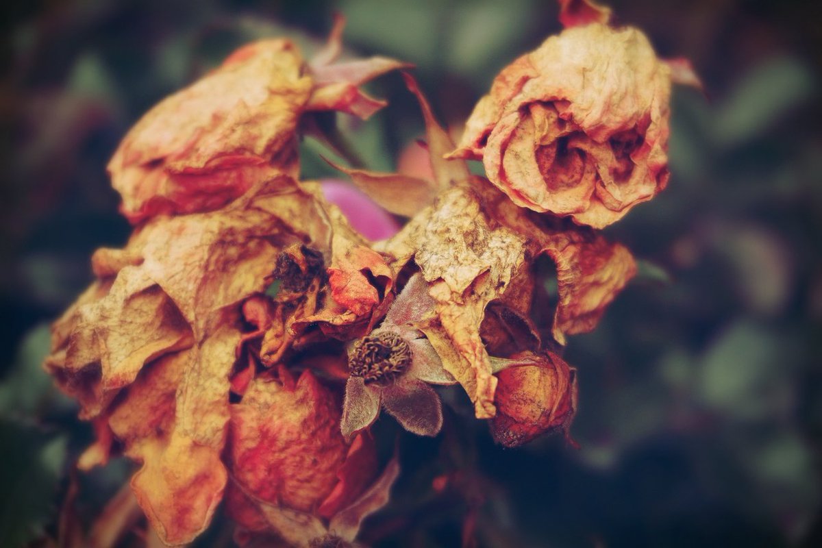 A veces marchitarse libera.
Lo bello se arruga con el tiempo, pero no borra la verdad de lo que fue. El eco y el bagaje permanece y cataliza que florezca algo nuevo y fuerte.
#poesíavisual
#reflexionesdelalma
#bellezaefímera
#florecerdesdeeldolor
#estéticamelancólica
#AnaVillamor